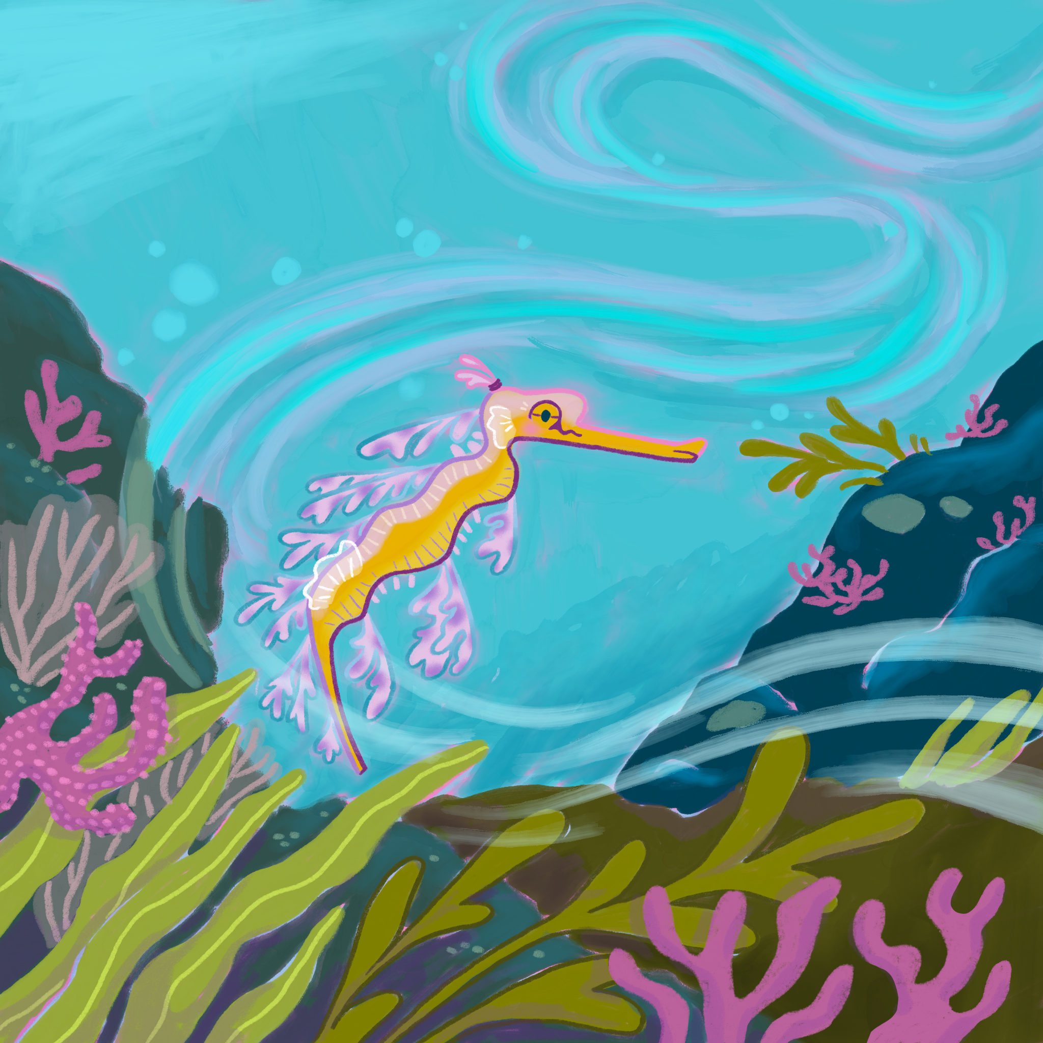 Layla the leafy sea dragon swimming through coral